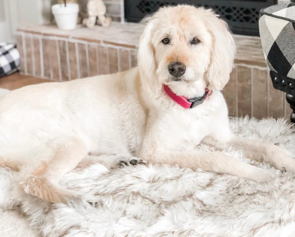 Tapis en peluche beige pour chien